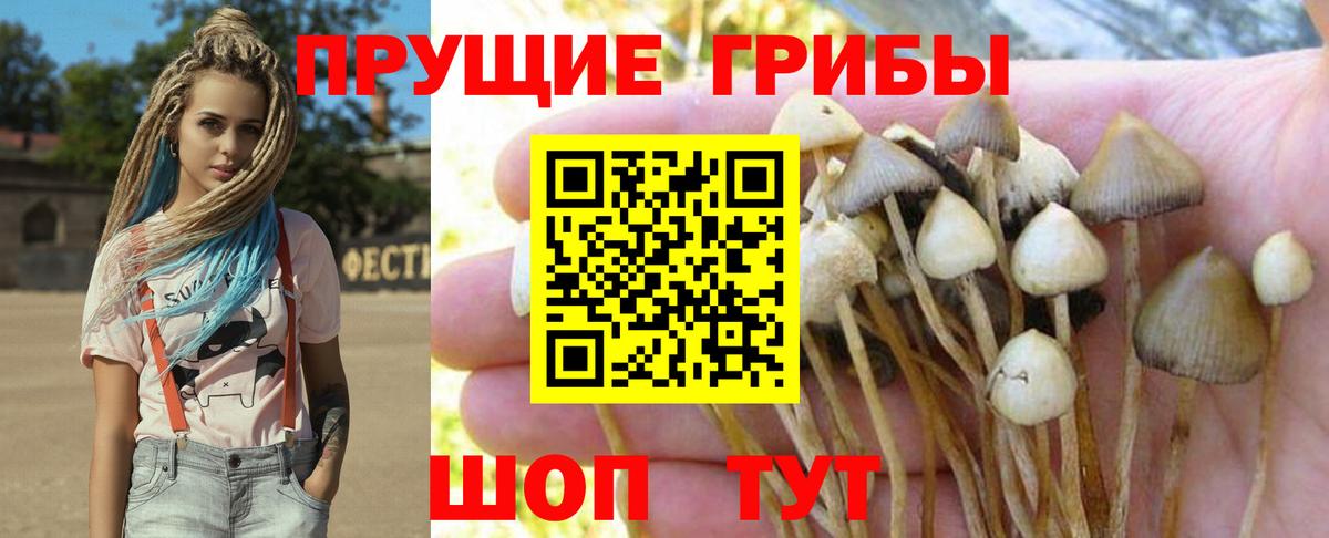 Псилоцибиновые грибы прущие грибы Благовещенск